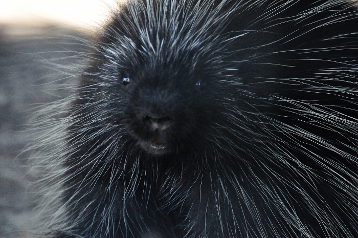 porcupine